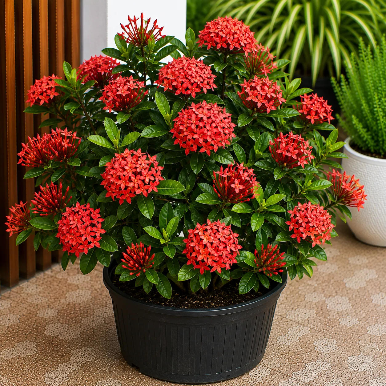 Xeroa Red Ixora Live Plant, Vibrant Red Flowering Shrub, Ideal For Gardens And Landscapes